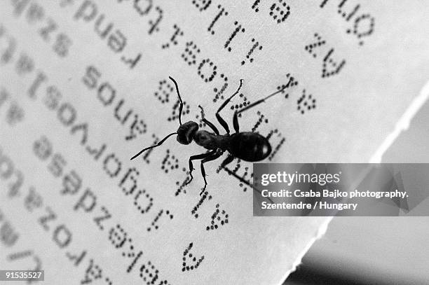 ant in the letter. - município de peste imagens e fotografias de stock