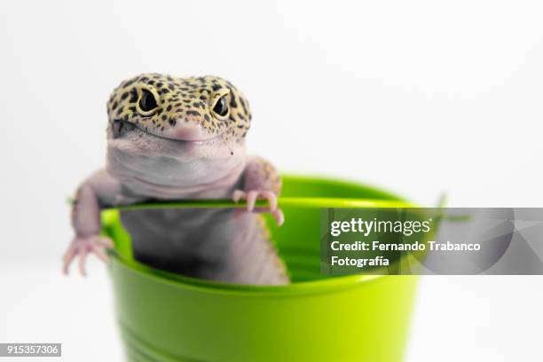 animal inside a metal bucket - leopard gecko stock pictures, royalty-free photos & images