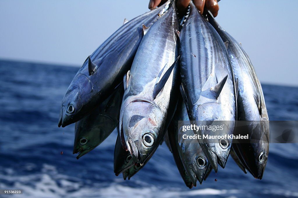 Bunch of Tuna
