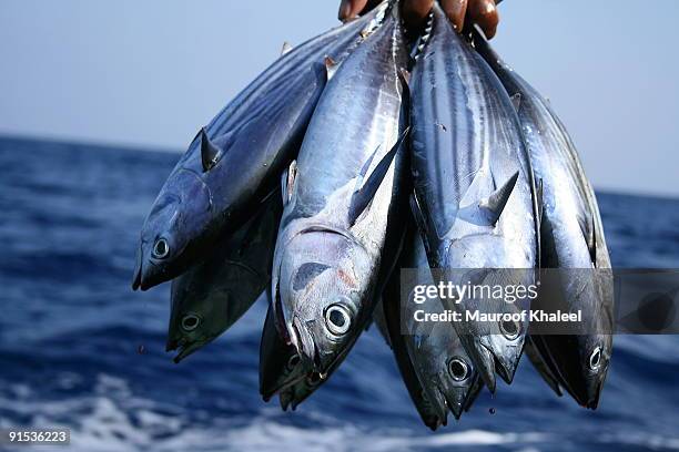 bunch of tuna - scombridae imagens e fotografias de stock