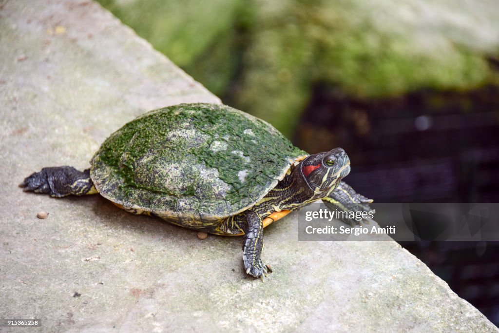 Red-eared turtle