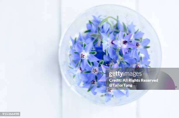 borage flower in a bowl - borage stockfoto's en -beelden