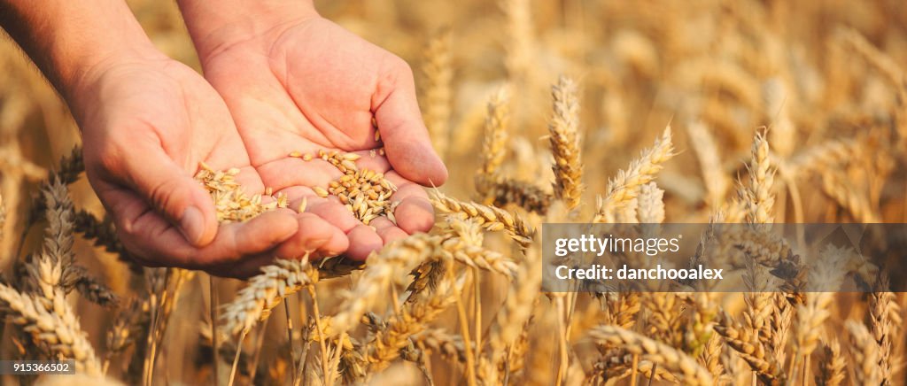 Close up of hands holding wheat grain