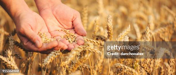 close-up de mãos segurando o grão de trigo - alimento transgênico - fotografias e filmes do acervo