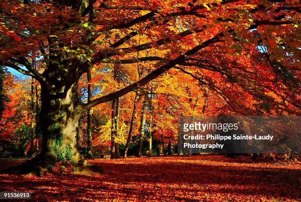 forest in autumn. - sainte-laudy photos et images de collection