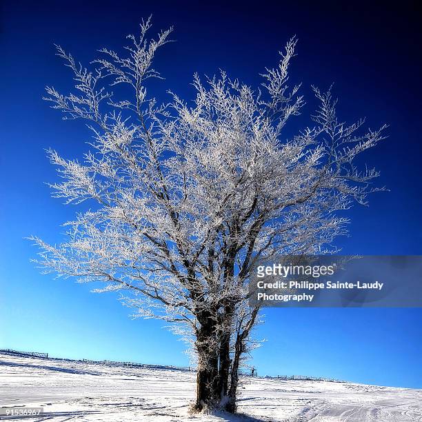 a tree in a field of snow. blue winter sky - sainte-laudy photos et images de collection