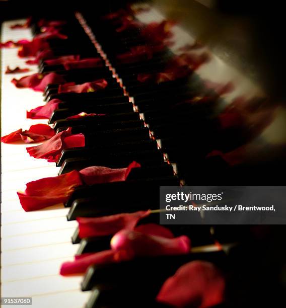 piano keyboard with rose petals - piano rose stock pictures, royalty-free photos & images