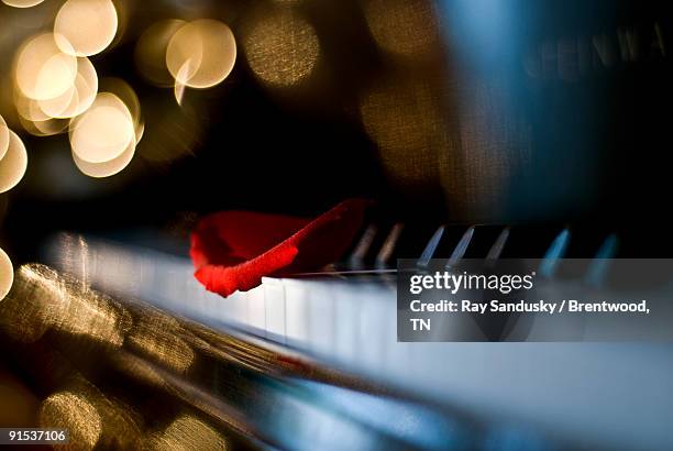 rose petal on piano keyboard with light - piano rose fotografías e imágenes de stock