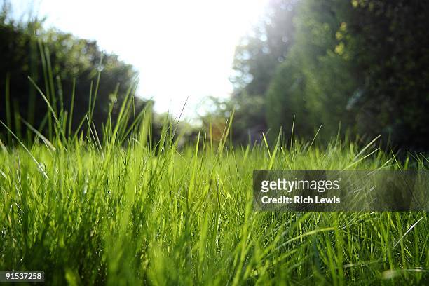 sunlight through long grass - long grass stockfoto's en -beelden
