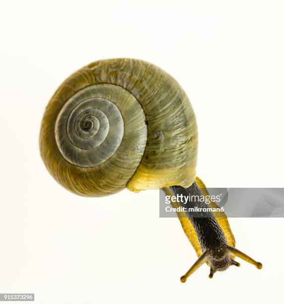 close-up of snail over white background - muschel close up studioaufnahme stock-fotos und bilder