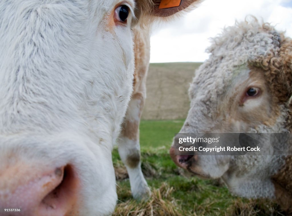 Cow and Bull