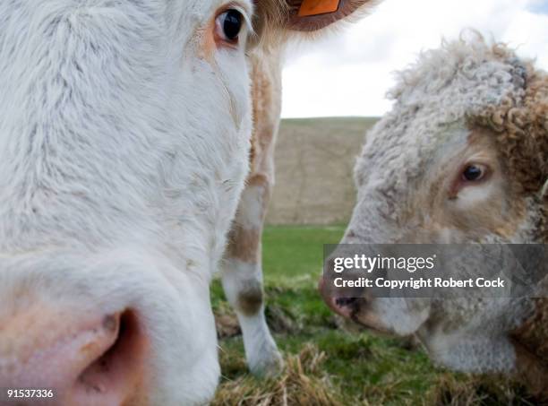 cow and bull - herefordshire stockfoto's en -beelden