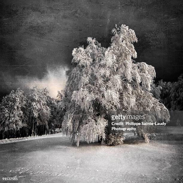 trees under the snow. - sainte-laudy photos et images de collection