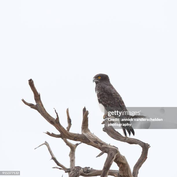 the black-chested snake eagle. - black chested snake eagle stock pictures, royalty-free photos & images