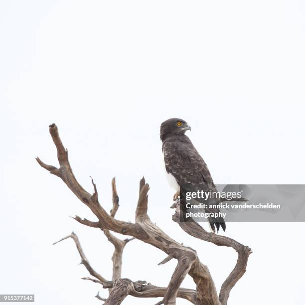 the black-chested snake eagle. - black chested snake eagle stock pictures, royalty-free photos & images