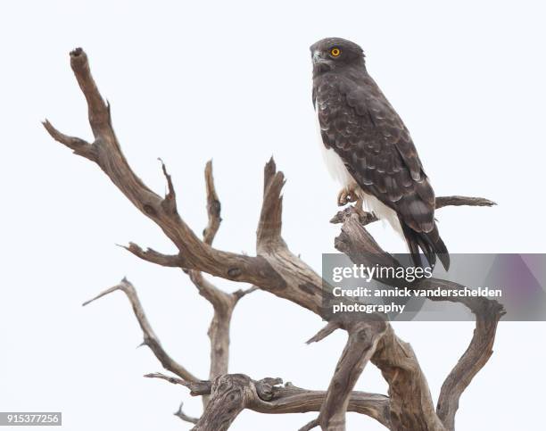 the black-chested snake eagle. - black chested snake eagle stock pictures, royalty-free photos & images