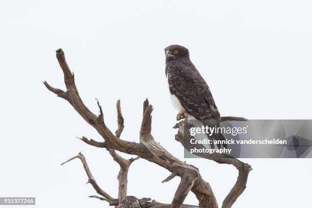 the black-chested snake eagle. - black chested snake eagle stock pictures, royalty-free photos & images