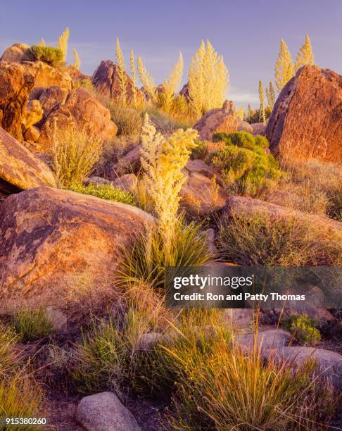 southwest desert usa  at joshua tree national park, ca - mojave yucca stock pictures, royalty-free photos & images