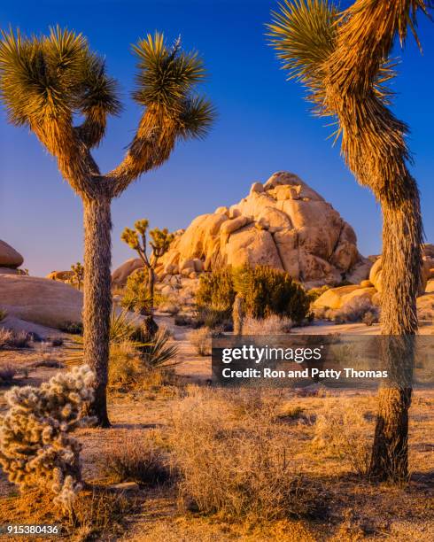 southwest desert usa  at joshua tree national park, ca - mojave yucca stock pictures, royalty-free photos & images