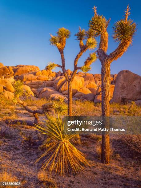 southwest desert usa  at joshua tree national park, ca - mojave yucca stock pictures, royalty-free photos & images