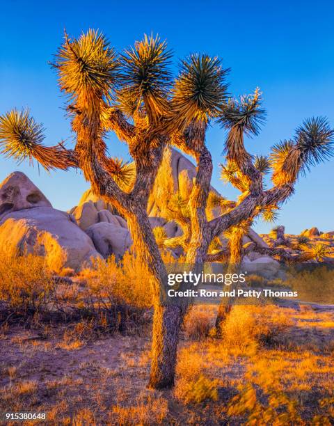 désert du sud-ouest des usa à joshua tree national park, en californie (p) - arbre de josué photos et images de collection