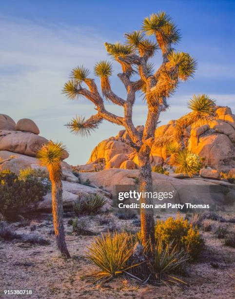 southwest desert usa  at joshua tree national park, ca (p) - southwest national park stock pictures, royalty-free photos & images