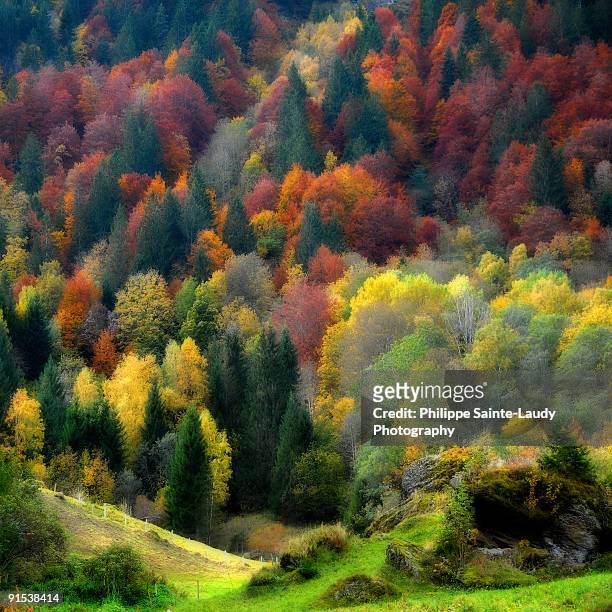autumn forest - sainte-laudy photos et images de collection