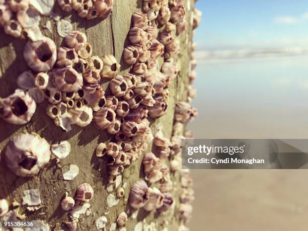 purple barnacles at the beach - barnacle fotografías e imágenes de stock