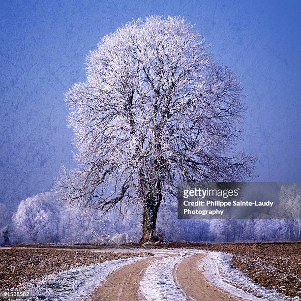 tree under the snow - sainte-laudy photos et images de collection