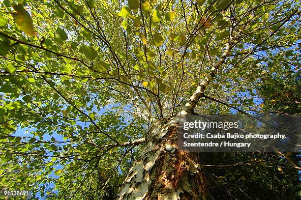 autumn tree - município de peste imagens e fotografias de stock