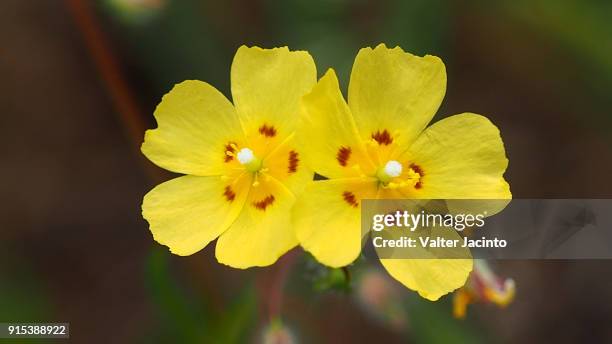 rockrose (halimium halimifolium) - halimium stock pictures, royalty-free photos & images