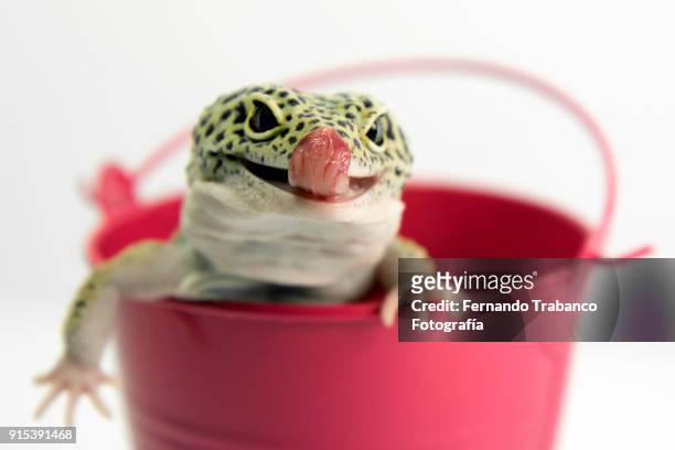 lizard sticks out his tongue - lizard tongue stock pictures, royalty-free photos & images