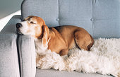 Beagle sleeps on cozy sofa