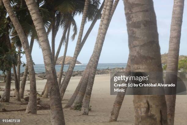 palm trees on the beach - sandy alvarado stock pictures, royalty-free photos & images