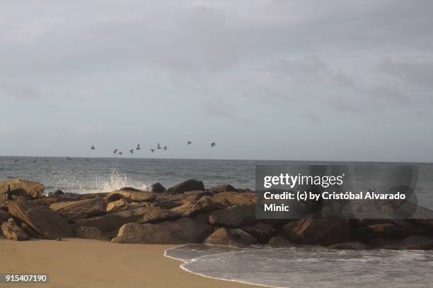 squadron of pelicans - sandy alvarado stock pictures, royalty-free photos & images