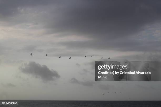 squadron of pelicans - sandy alvarado stock pictures, royalty-free photos & images