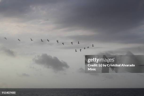 squadron of pelicans - sandy alvarado stock pictures, royalty-free photos & images