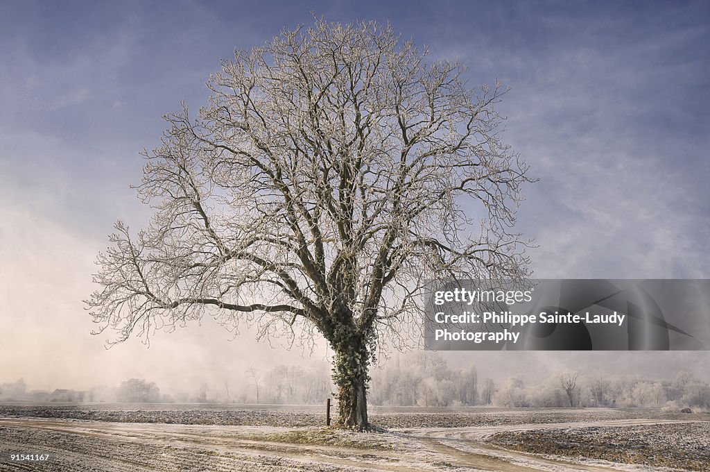 The Tree Fairy Tale