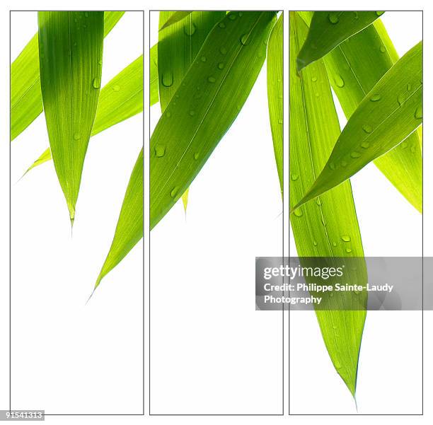 life is green - bamboo leaf stock pictures, royalty-free photos & images