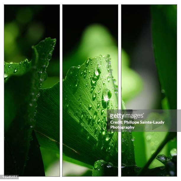 ginkgo leaf - sainte-laudy photos et images de collection