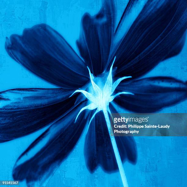 close up of blue flower - sainte-laudy photos et images de collection