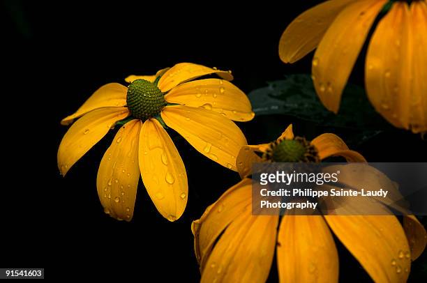 yellow flowers - sainte-laudy photos et images de collection