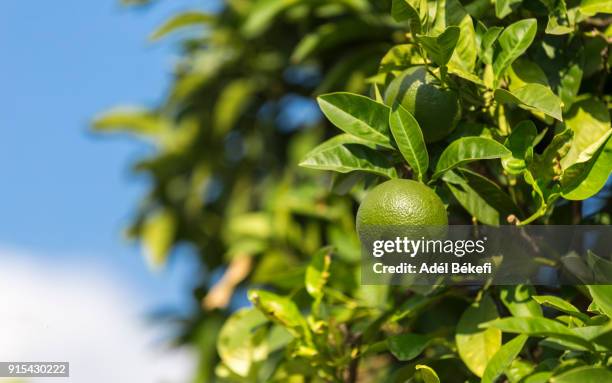 limes on tree - lime tree stockfoto's en -beelden