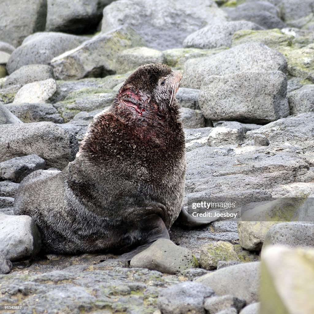 Bloodied Northern Fur Seal