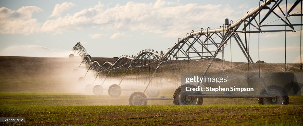 Pivot irrigation system spraying water on crops growing in wheat field