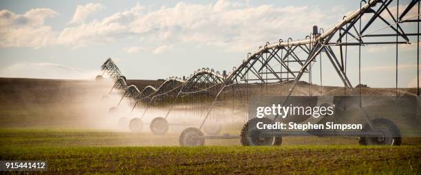 pivot irrigation system spraying water on crops growing in wheat field - irrigation equipment stock pictures, royalty-free photos & images