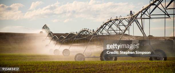 pivot irrigation system spraying water on crops growing in wheat field - pivot bildbanksfoton och bilder
