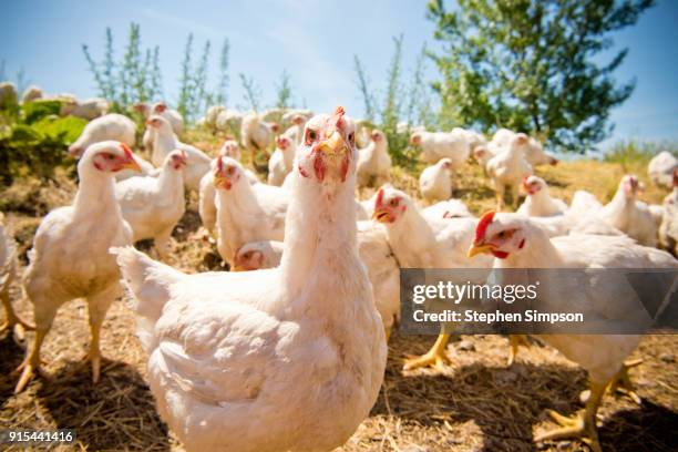 portrait of free-range chickens at ground level - food and drink establishment stock pictures, royalty-free photos & images