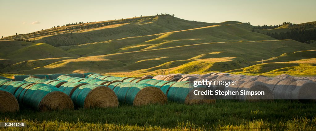 Hay "rounds" wrapped in plastic and ready to be moved