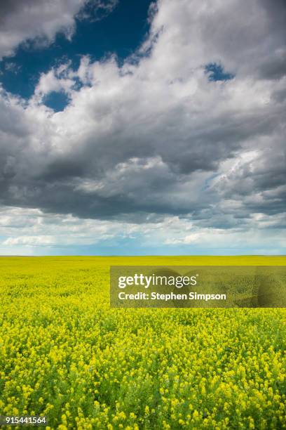 bright yellow field of mustard under summer sky - chinook dog ストックフォトと画像